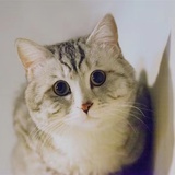 路人Z