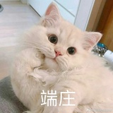 岭南小佳荔