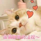 小鲨鱼