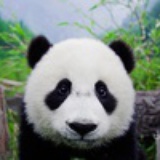 爱旅行的熊猫仔