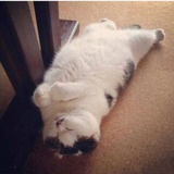 张开开的李猜猜