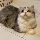 Ami