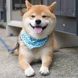 拉巴斯