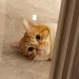 野生🎏