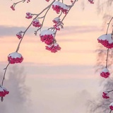 花二乔