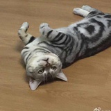 忙腾腾