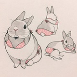兔兔🐰