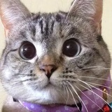 Siamese