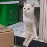 桥大饭