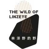 林泽野
