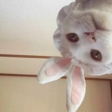 ding~