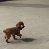 兔尾巴