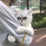 喵喵了个咪