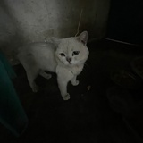 咪咪