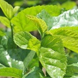日暖桑麻光似泼