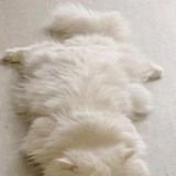 style萨格