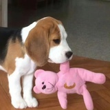 汉堡包小包包包