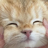 cheshire cat