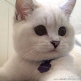 吃萝卜的兔子