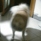 旋风狗子