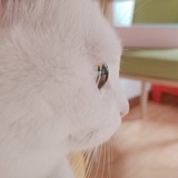 piupiupiu