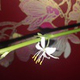 彩虹连心