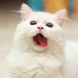蜜