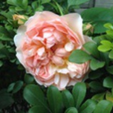 伊芙琳