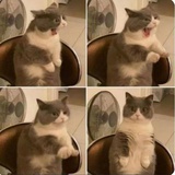 韩伊茉