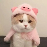 草莓Man不Man