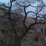 道轩