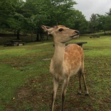 倾安晨