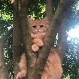 小黑虚张声势