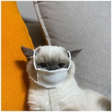戴口罩的猫