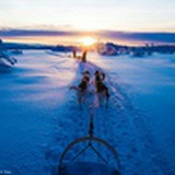 大狗肥猫爱读书