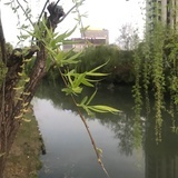 芙蕖灼灼