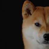 惠菲