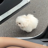 不抵抗了