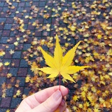 黄二白