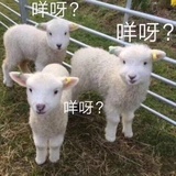 英俊小狗子