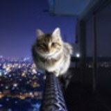 三命小猫妖