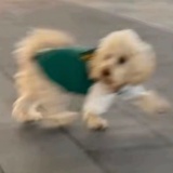 祖冲鸡瑟斯