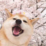 耶耶汤圆