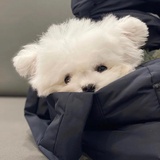 阿西巴