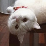 Dingaing