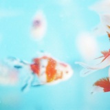 金魚罐頭