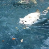 白猫浮绿水