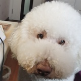 扁羽
