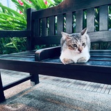 小小菠萝