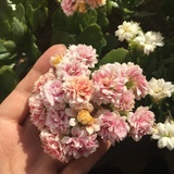 清凉丁香